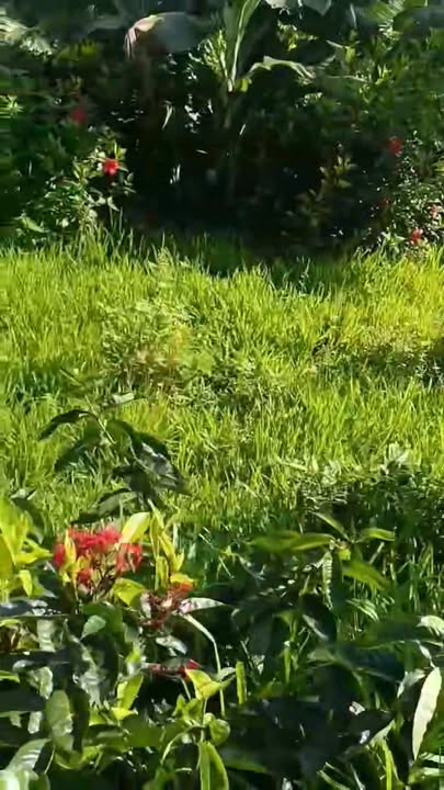 Bán gấp nhà vườn Nhị Thành, Thủ Thừa, Long An 1400m² - Giá chỉ 4.34 tỷ!