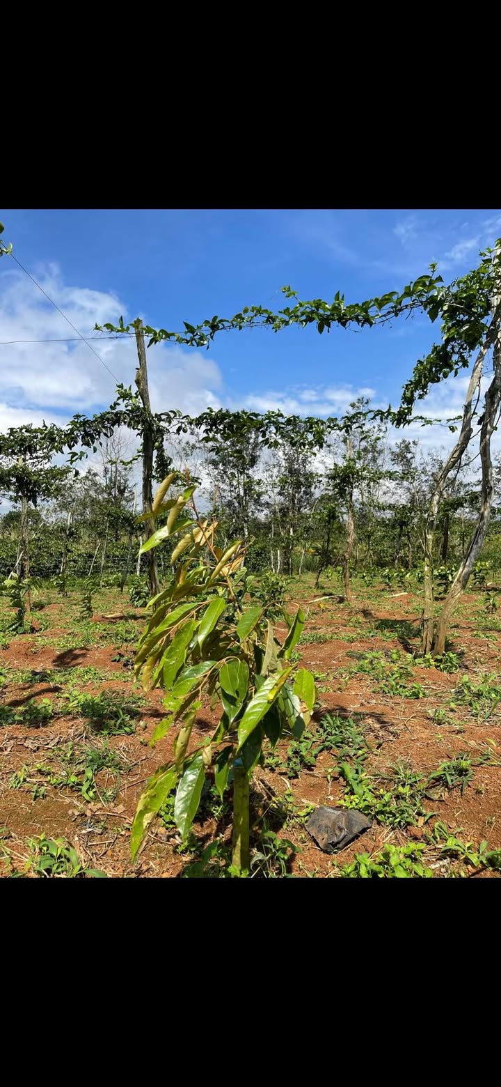 Đất nền Thống Nhất, Buôn Hồ 1548m² giá 1.677 tỷ - Hợp tác làm việc trực tiếp với chủ