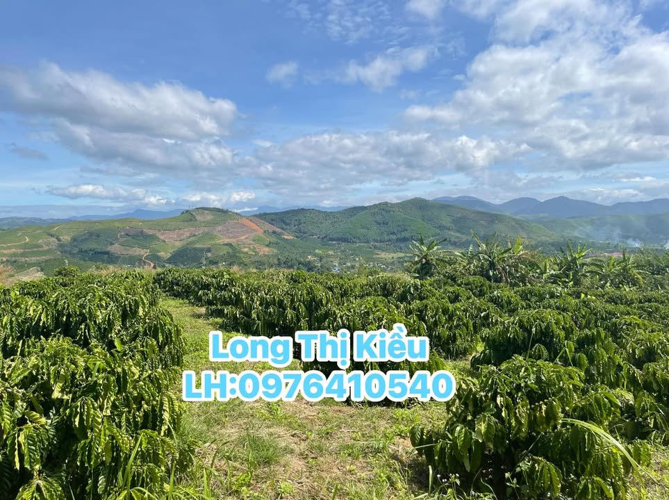Farm cà phê siêu vip tại xã Krông Nô, Lắk 17.000m² - Giá chỉ 2.5 tỷ!