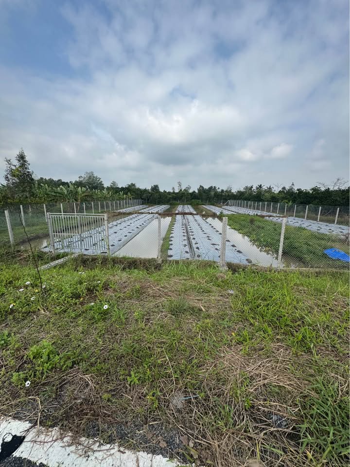 Đất nền Lộ 3B, Châu Thành, Hậu Giang 1025m² - Đầu tư tiềm năng!