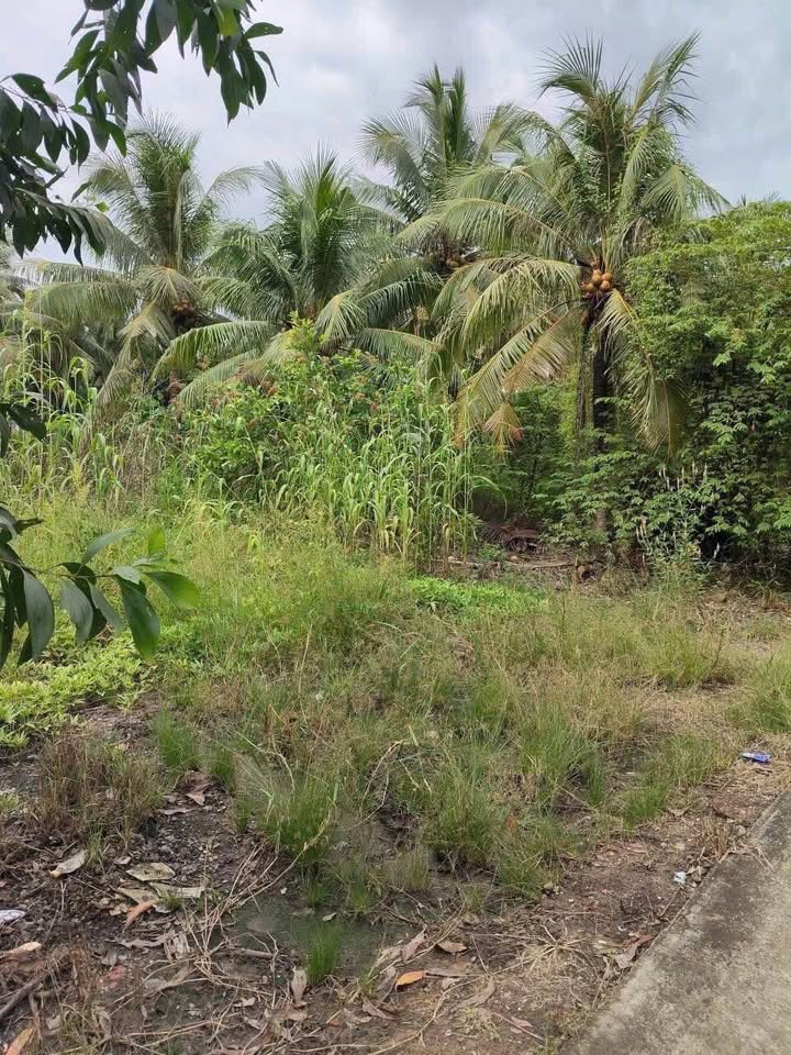 Đất nền 2 mặt tiền tại Lương Hòa Lạc, Tiền Giang 584m² giá 2.4 tỷ - Đầu tư sinh lời ngay!