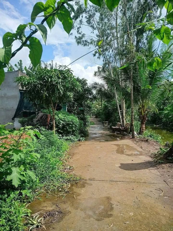 Đất mặt tiền lộ đan ô tô Phước Quới, Cần Thơ 100m² giá 290 triệu - Cơ hội đầu tư tuyệt vời!