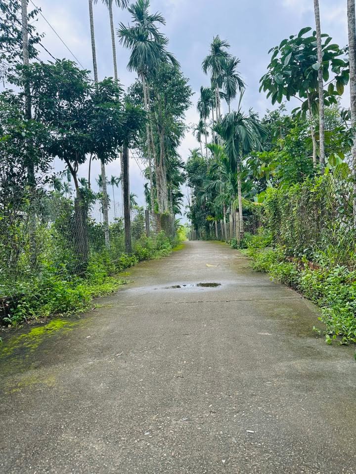 Đất nền Tam Ngọc 372m² giá 1 tỷ - Cơ hội đầu tư tuyệt vời!