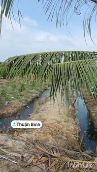 Đất nông nghiệp 3000m² xã Thuận Bình, Thạnh Hóa, Long An - Giá 600 triệu