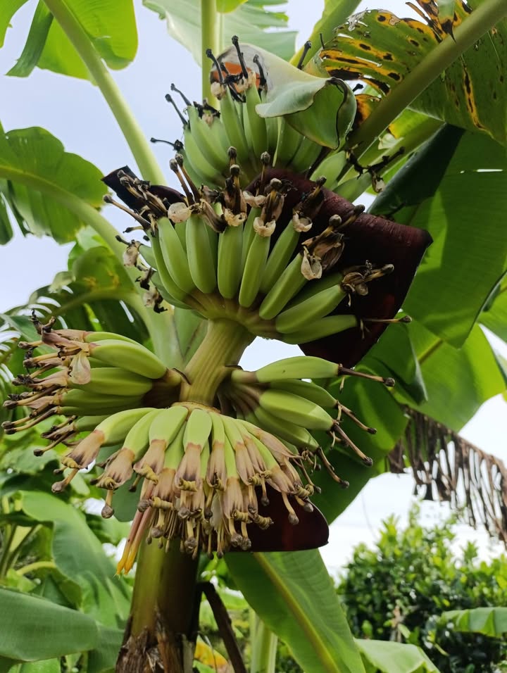 Đất cây lâu năm La Ngà 1033m² - Giá tốt cho nhà đầu tư!