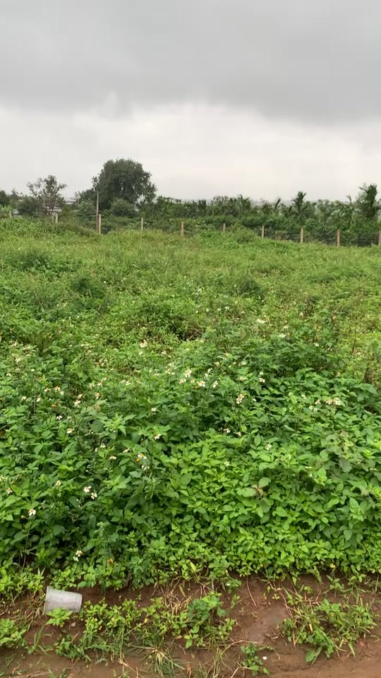 Đất nền đầu tư tại xã Ea Phê, huyện Krông Pắc, 192m² - Giá chỉ 534 triệu!