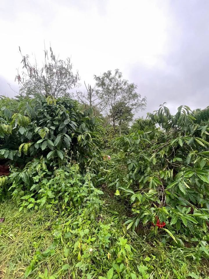 Đất nền phường Tân An Buôn Ma Thuột 600m² giá 1.27 tỷ - Sổ hồng chính chủ