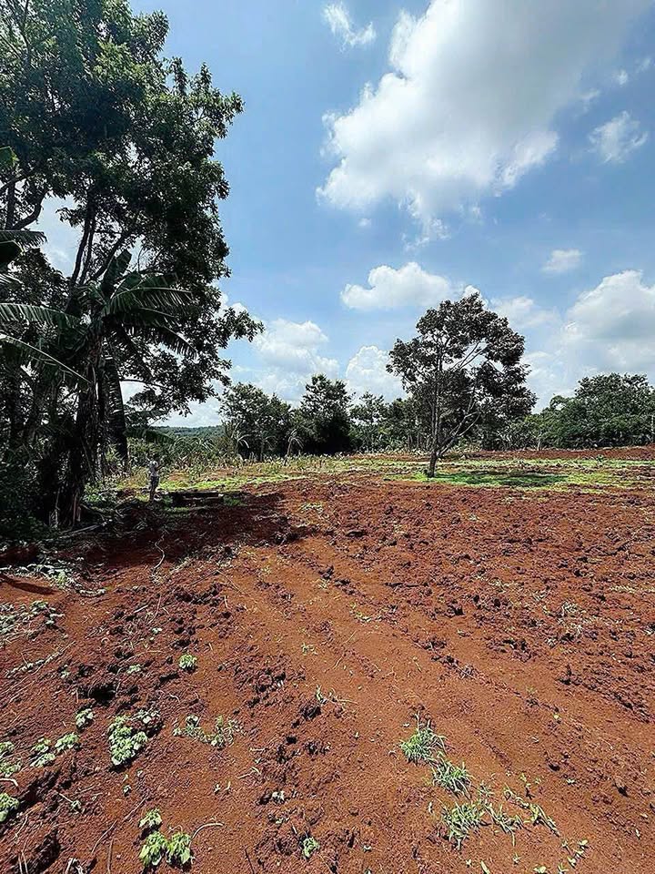 Đất nông nghiệp 500m² phường Ea Tam giá chỉ 525 triệu - Đầu tư sinh lời ngay hôm nay!