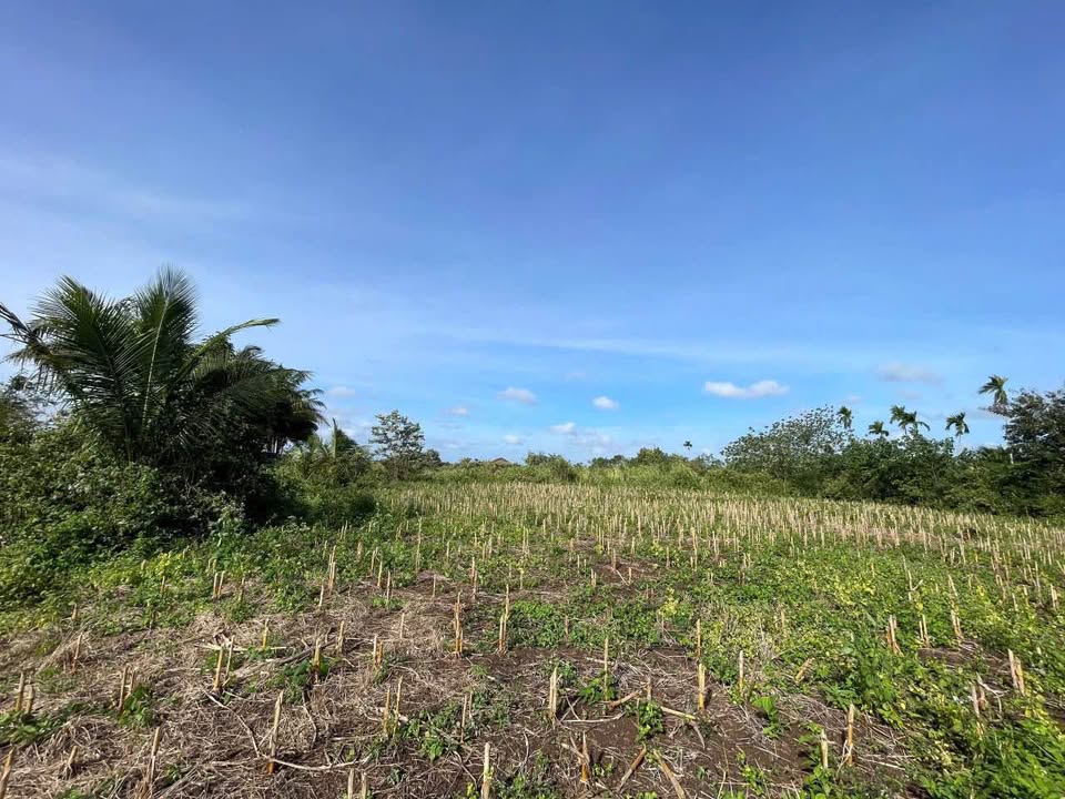 Đất nền 8.3 sào Quảng Tiến, Cư M'gar chỉ 3.714 tỷ - Sổ đỏ chính chủ, gần ngã 6 Buôn Ma Thuột!