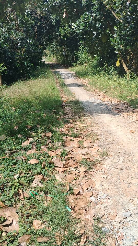 Đất ruộng 12 công xã Ba Sao, Đồng Tháp giá 720 triệu - Mặt tiền lộ đá, thuận tiện giao thông!