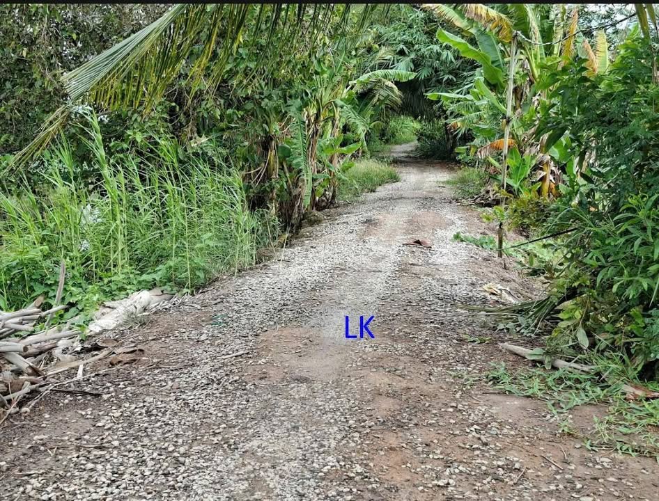 Đất lúa 1.100m² xã Nhị Mỹ, Đồng Tháp giá chỉ 330 triệu - Đầu tư sinh lời!