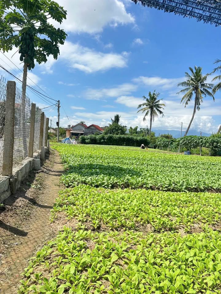 Đất nền Diên Điền, 163m² giá 1.25 tỷ - Mặt tiền đường Ấp Tân Sinh