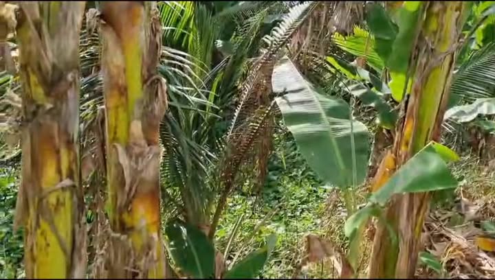 Đất thổ cư 6000m² tại xã Tân Hội, 3.6 tỷ - Mặt tiền đường lớn, thuận tiện giao thông!