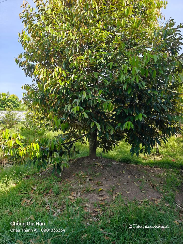 Đất nền 500m² xã Tân Hòa, Cần Thơ - Giá chỉ 750 triệu!