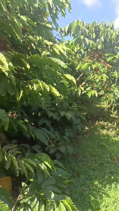 Đất Ninh Loan, Đức Trọng 940m² giá 3.3 tỷ - Đường bê tông đẹp, sổ đỏ chính chủ!