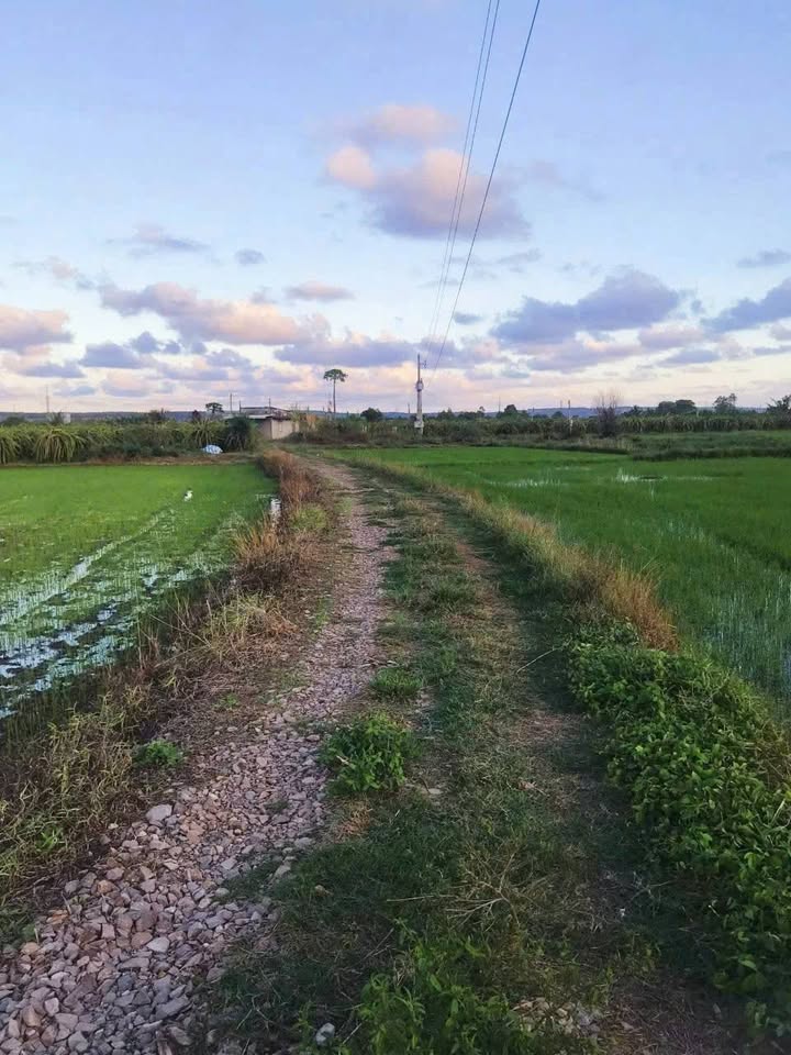 Đất thổ cư thôn 5 Hàm Đức 10,800m² giá 810 triệu - Đường ô tô vào tận nơi!