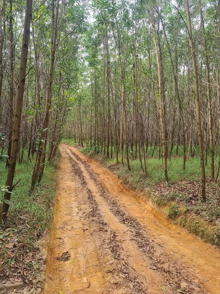 Đất rừng Lộc Hòa Phú Lộc 5400m² giá chỉ 320 triệu - Sổ hồng chính chủ!