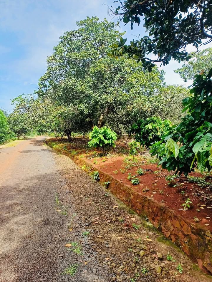 Đất nền Bàu Lâm, Xuyên Mộc 1000m² giá 700 triệu - View sông Ray tuyệt đẹp!