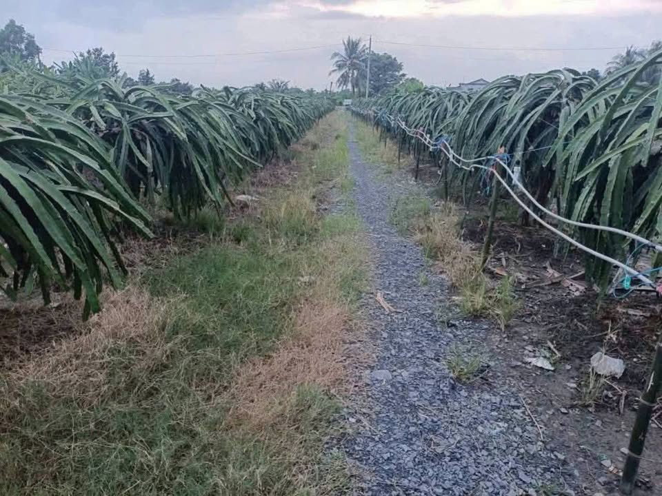 Đất lúa 1600m² xã Vĩnh Công chỉ 480 triệu - Cơ hội đầu tư hấp dẫn!