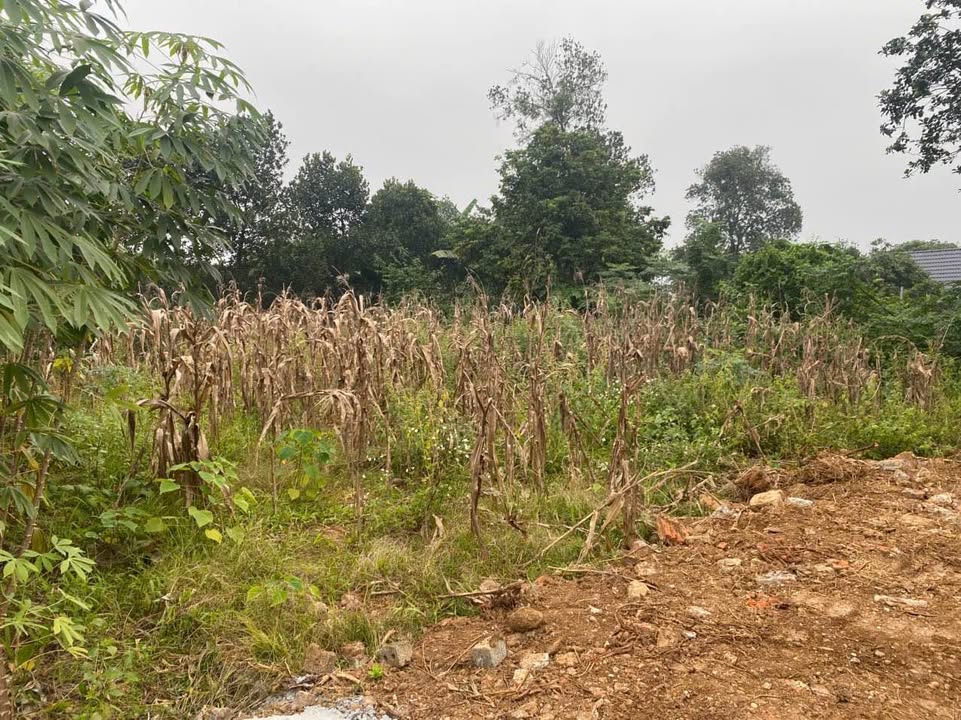 Đất Đồng Trung Thanh Thủy 506m² giá 1.3 tỷ - Cơ hội đầu tư sinh lời!