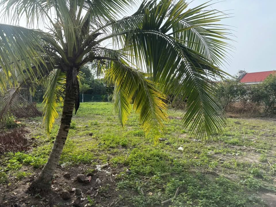 Đất đầu tư Hẻm 70 Nguyễn Văn Linh 175m² - Vị trí đắc địa, giá thỏa thuận!