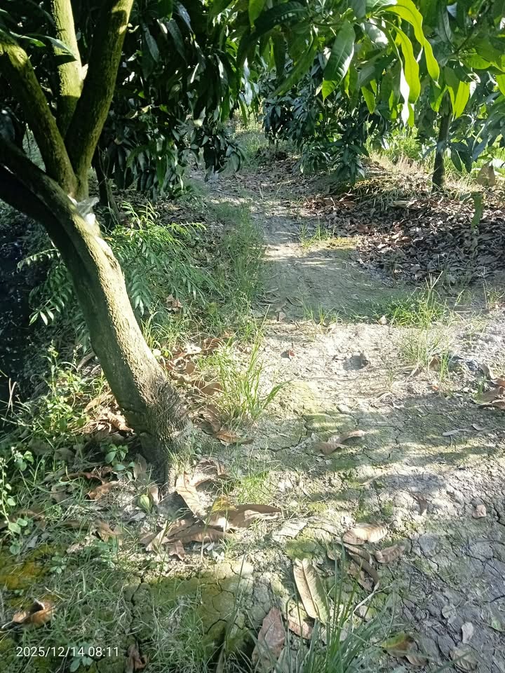 Đất vườn phường Mỹ Ngãi 10.000m² giá chỉ 2,9 tỷ - Cơ hội đầu tư hấp dẫn!