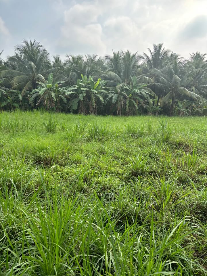 Đất nền chính chủ Đạo Thạnh, Mỹ Tho 121m² giá 820 triệu - Thổ cư 100% sổ đỏ