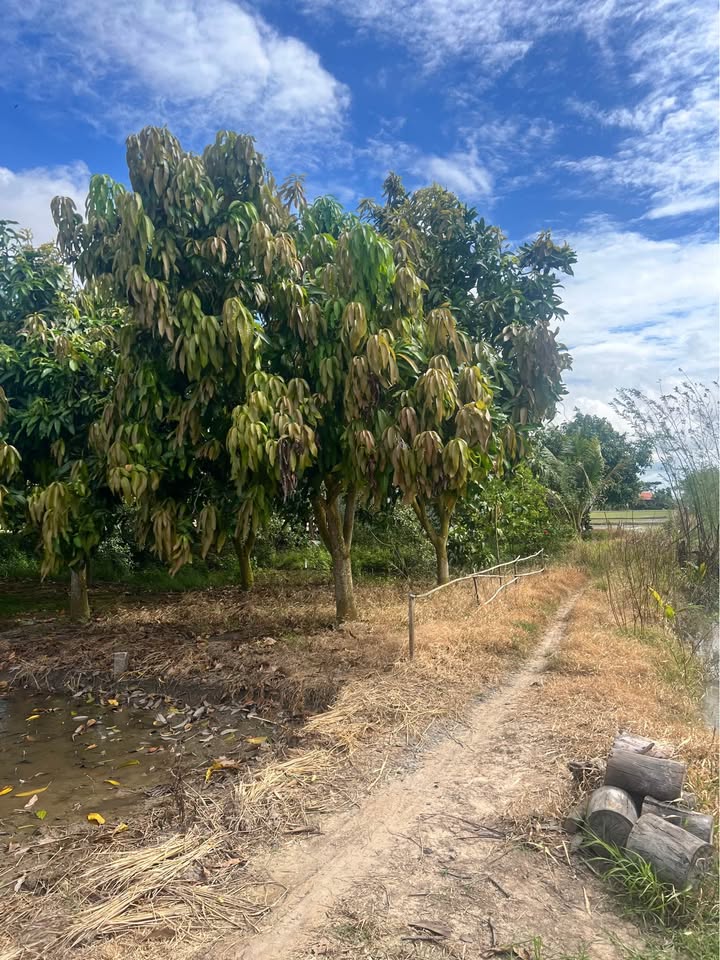 Đất vườn An Giang 3.669m² giá 680 triệu - Đầu tư sinh lời ngay!