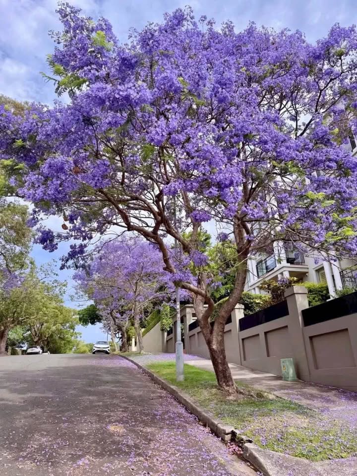 Đất nền 300m² phường Bình Chiểu, Thủ Đức - Hẻm xe container, giá chỉ 9.5 tỷ!