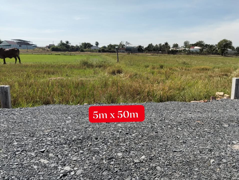 Đất thổ cư 250m² tại ấp Tân Lập, xã Tiên Thuận - Giá chỉ 260 triệu VND!