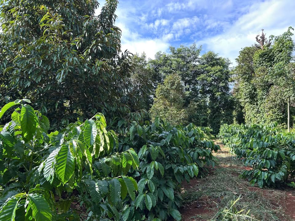 Đất làm nhà vườn 3 sào tại Ea Kao, Buôn Ma Thuột - Giá 1.2 tỷ, pháp lý rõ ràng!