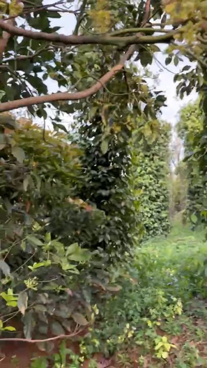 Đất nền 1.6ha mặt hồ tại Đắk Ha, Đắk Glong - Giá 3 tỷ, thương lượng!