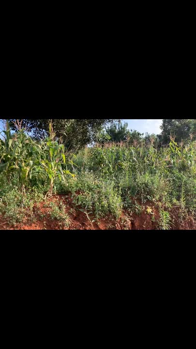 Đất nền Quảng Tâm 80.000m² giá 1.2 tỷ - Sổ đỏ chính chủ, thương lượng tốt!