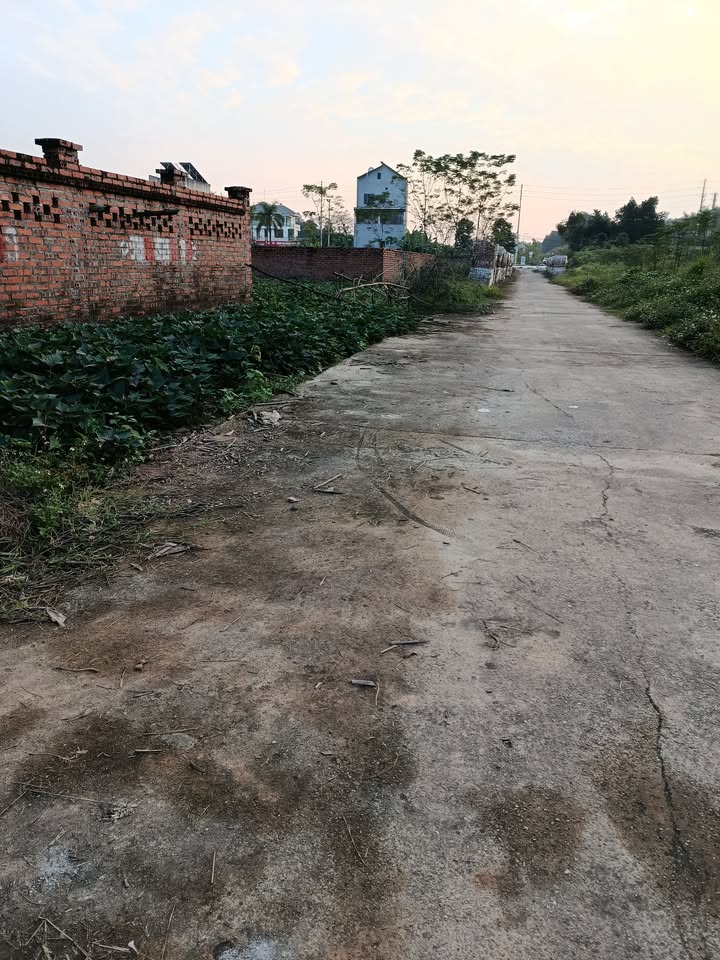 Đất xây nhà vườn, biệt thự Lâm Thao 158m² giá chỉ 1.1 tỷ - Đầu tư sinh lời!