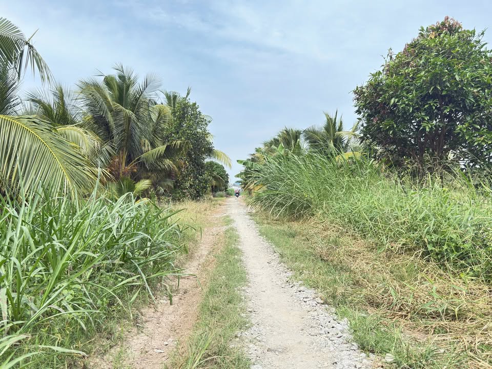 Đất lúa 1000m² xã Cần Đăng, giá 500 triệu - Tiềm năng đầu tư lớn!