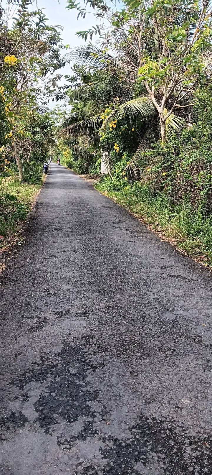 Đất cây lâu năm 3000m² tại xã Tam Bình, Vĩnh Long - Giá thỏa thuận hợp lý!