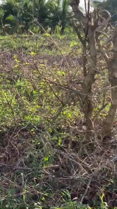 Đất nền 1160m² tại Thị Trấn Hai Riêng, Sông Hinh chỉ 1.16 tỷ - Nơi an cư lý tưởng!