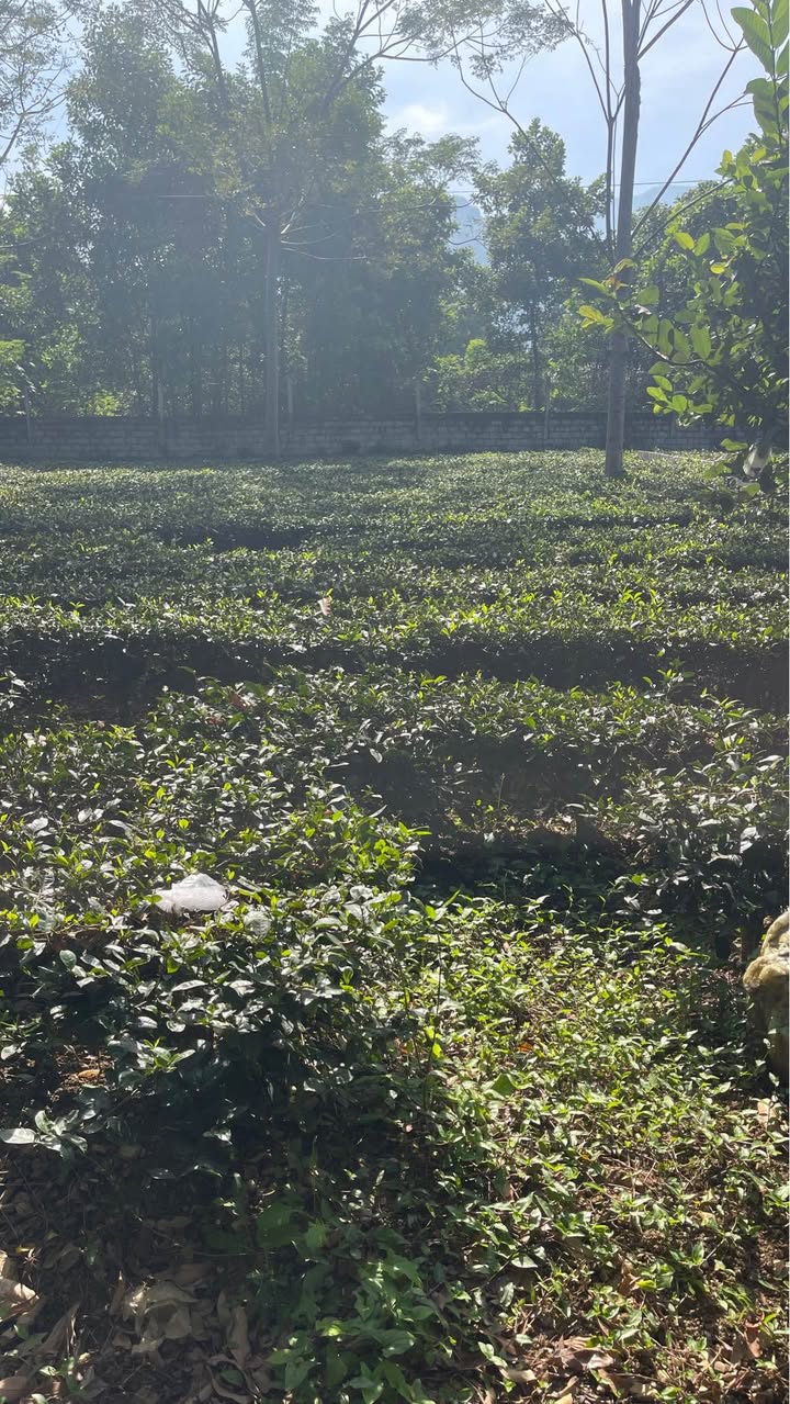 Đất nghỉ dưỡng lô góc 600m² tại Ba Trại, Ba Vì - Gần khu du lịch nổi tiếng