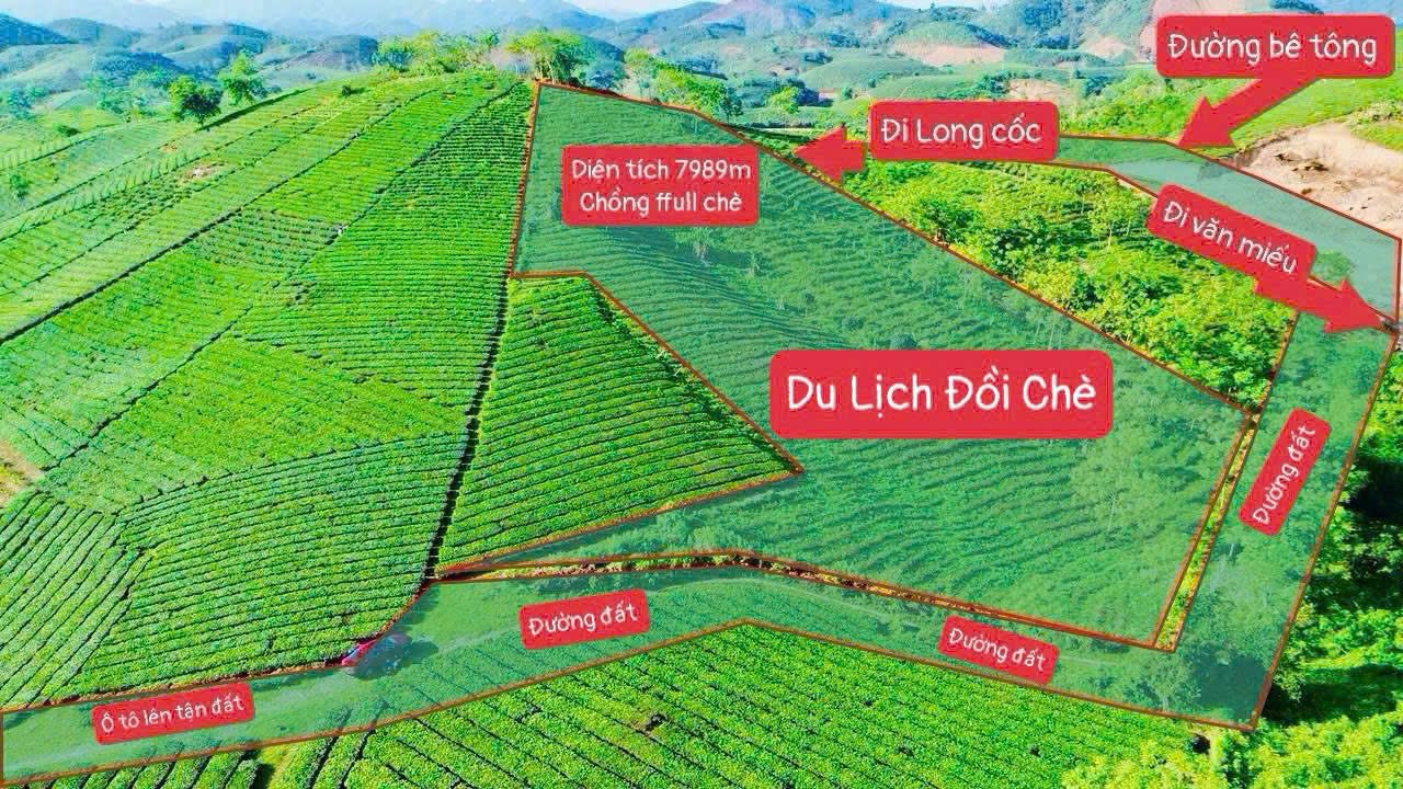 Đất nghỉ dưỡng 8000m² tại Văn Miếu, Thanh Sơn - Giá chỉ 400 triệu!