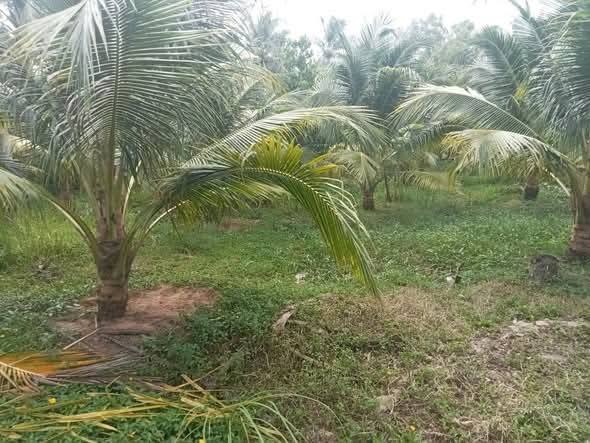 Đất nền ấp Thanh Bình 2, Mỏ Cày Bắc, Bến Tre - Giá từ 600 triệu