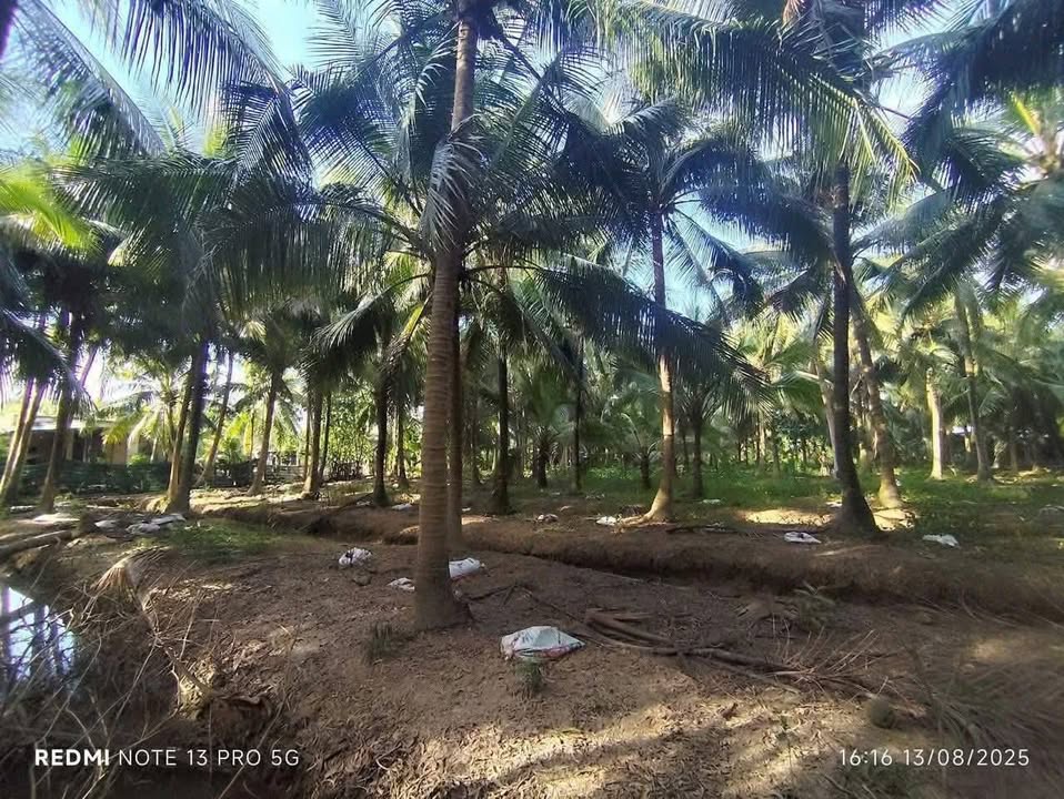 Đất thổ cư Phước Mỹ Trung Mỏ Cày Bắc 2500m² giá 1.5 tỷ - Cơ hội đầu tư hấp dẫn!