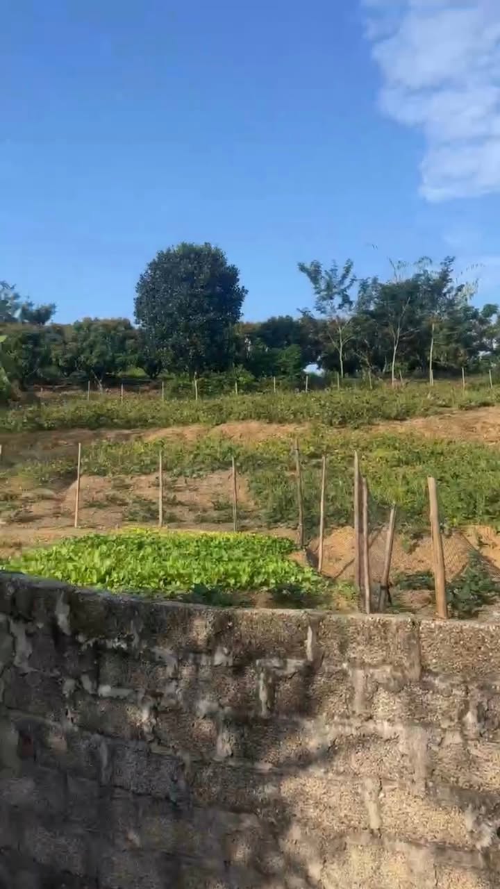 Đất vườn Tân Hoa Lục Ngạn 1500m² giá chỉ 500 triệu - Cơ hội đầu tư tuyệt vời!