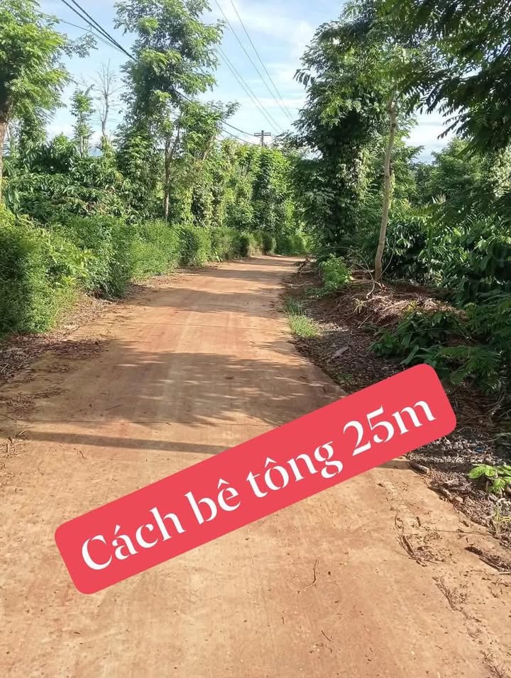 Đất thổ cư 1,7 Sào tại Ea Tiêu, Cư Kuin - Giá chỉ 1.2 tỷ, nguồn thu ổn định từ cà phê, tiêu!