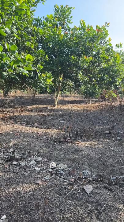 Đất nền 2ha mặt tiền đường lớn tại Phước Thiện - Giá chỉ 8.94 tỷ!