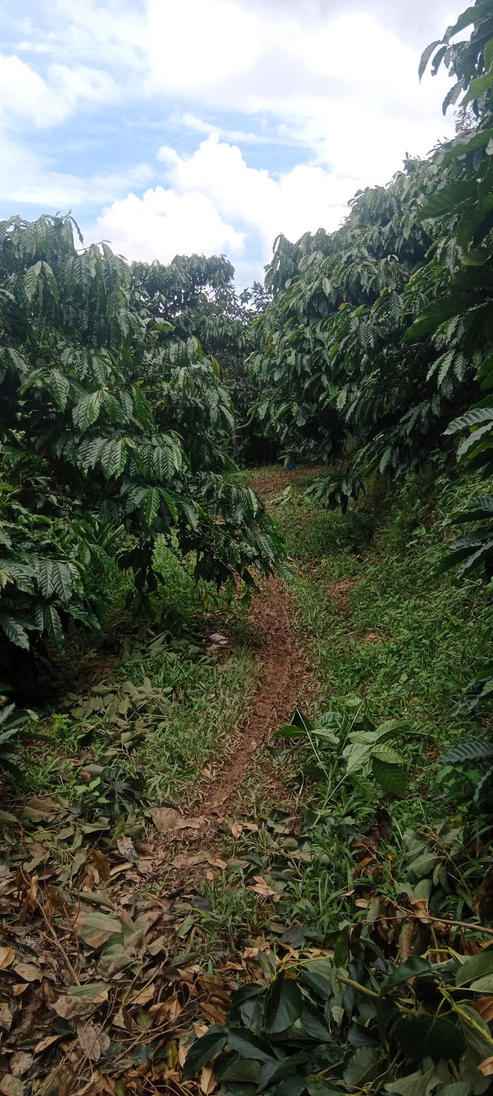 Đất thổ cư Đinh Trang Thượng 70000m² giá 2.2 tỷ - Thế đất đẹp, tiện lợi!