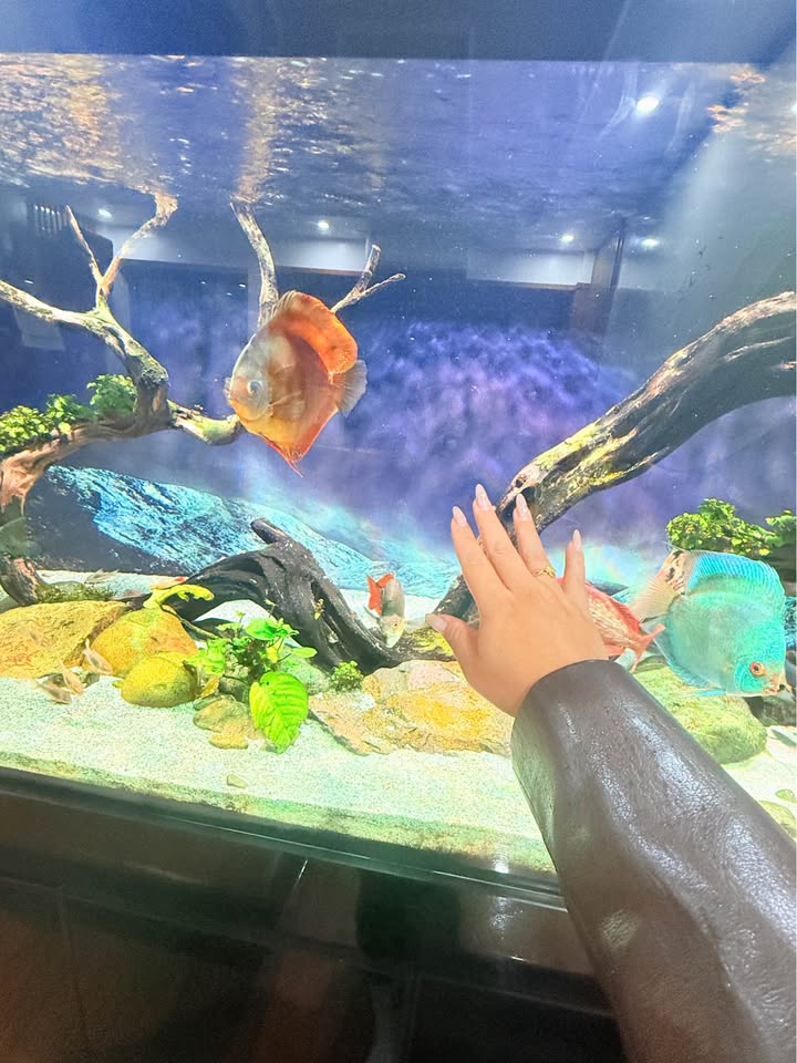 Căn hộ nhà ở xã hội Nguyễn Văn Linh Hải Dương 40m² giá 790 triệu - Sẵn sàng vào ở!