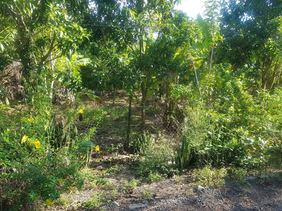 Đất vườn Long Mỹ 1.144m² giá 2.3 tỷ - View sông mát mẻ, thổ cư sẵn!