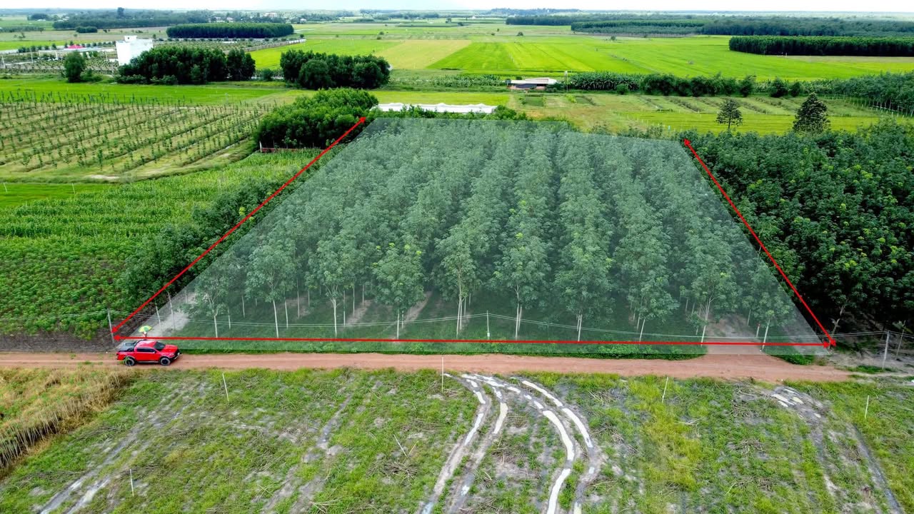 Đất nền Tân Phú, Tân Châu, Tây Ninh 1062.5m² chỉ 390 triệu - Cơ hội đầu tư không thể bỏ lỡ!