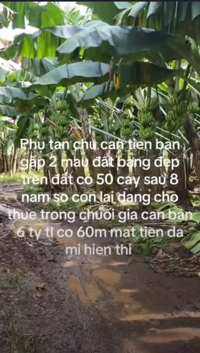 Đất Farm 20.000m² tại Phú Tân, Định Quán - Giá chỉ 6 tỷ VND, đầu tư sinh lời!