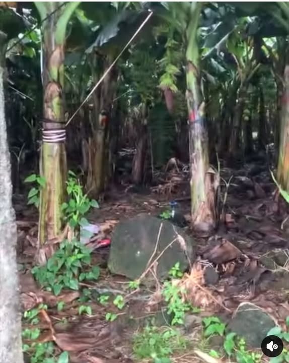 Đất nền Phú Vinh, Định Quán 13.000m² giá 5 tỷ - Cơ hội đầu tư hấp dẫn!